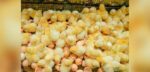 Cob chicks - Image 4