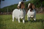 Boer goats - Image 2