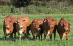 Boran cattle - Image 2