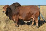 Boran cattle - Image 4