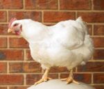 Hyline brown layer chickens - Image 4