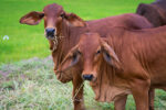 Brahman Cattle - Image 2