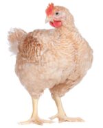 Hyline brown layer chickens - Image 3