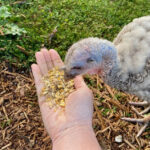 Starter feed - Image 2