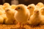 Broiler chicks - Image 2