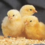 Broiler chicks - Image 3