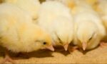 Broiler chicks - Image 4