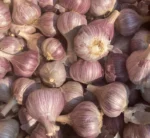 Garlic - Image 3