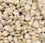 White Maize - Image 4