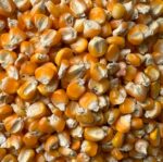 Yellow Maize - Image 3