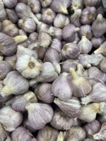 Garlic - Image 4