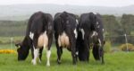 Friesian cattle - Image 3