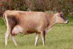 Jersey cattle