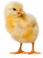 Ross chicks - Image 2