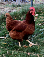 Rhodes island red chicken - Image 2