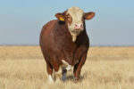 Simmental cattle - Image 2