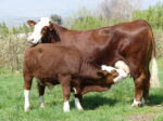 Simmental cattle