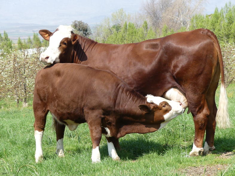 simmentaler2-786x589 Simmental cattle - Image 1