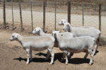 Dorper Sheep - Image 2